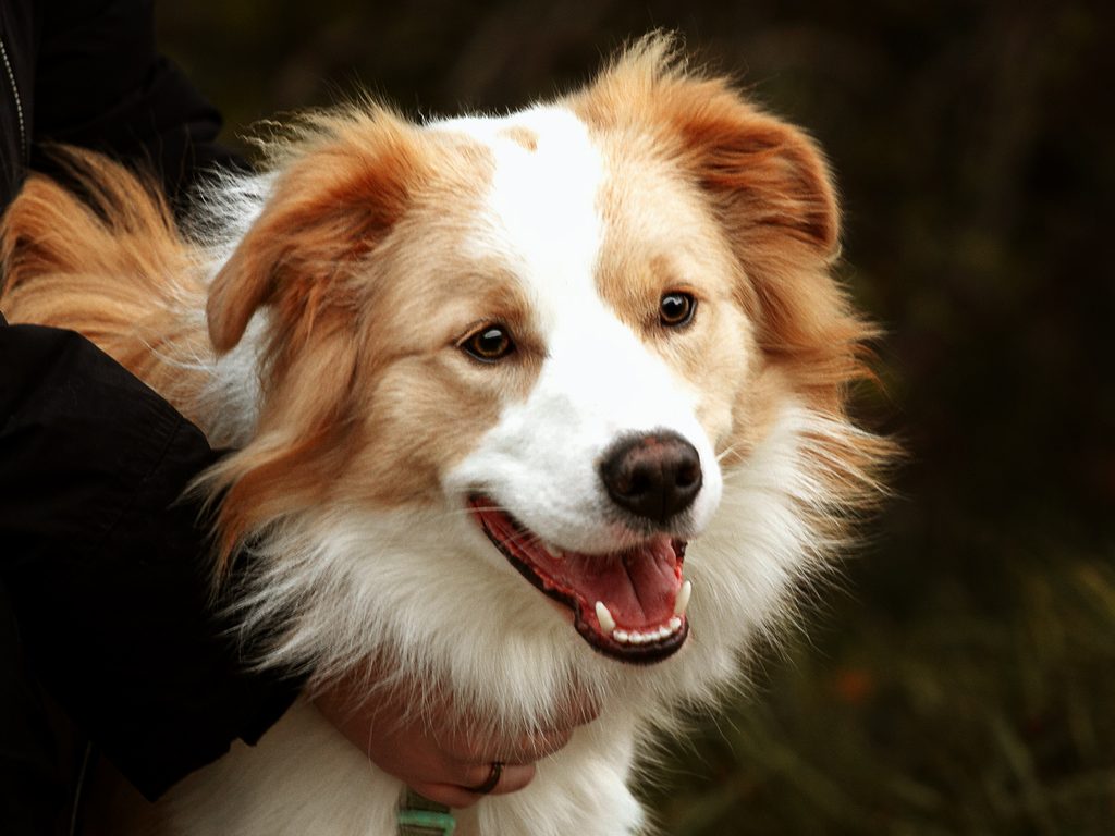 Hundeportrait in natürlicher Umgebung