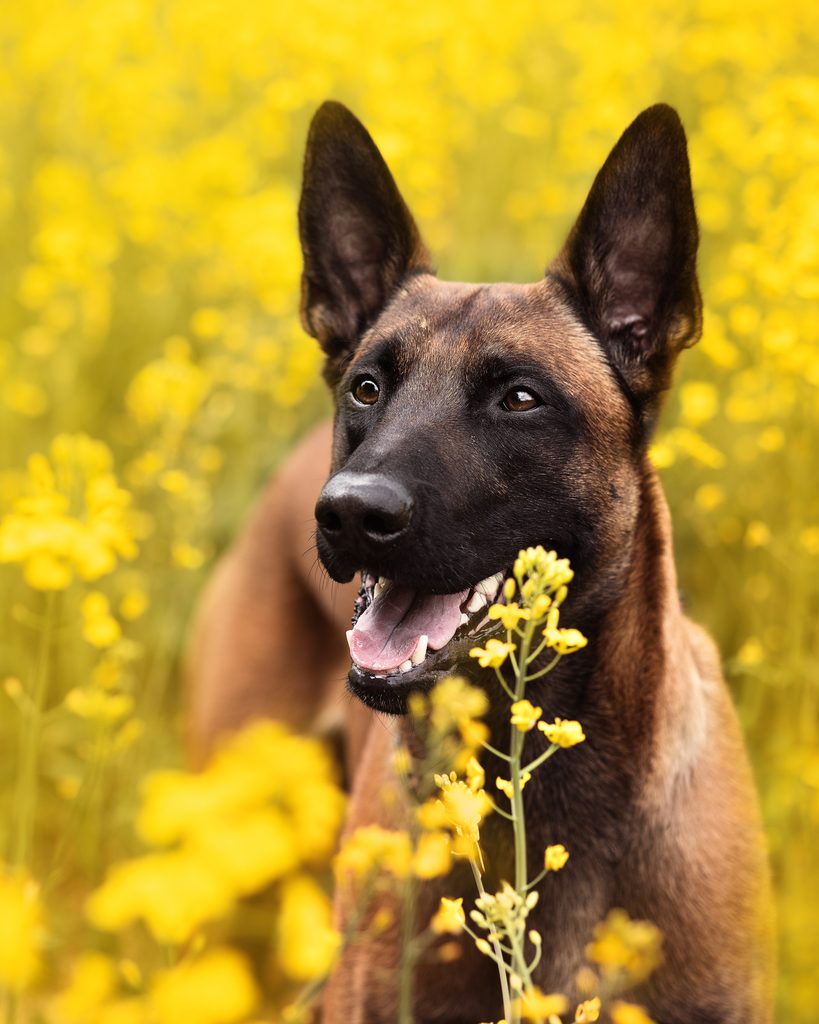 Malinois Sonic im Rapsfeld