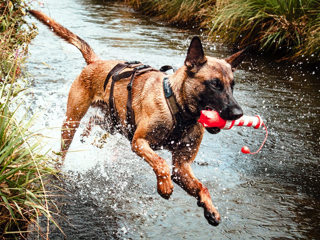 Hund in Bewegung bei einem Outdoor-Shooting
