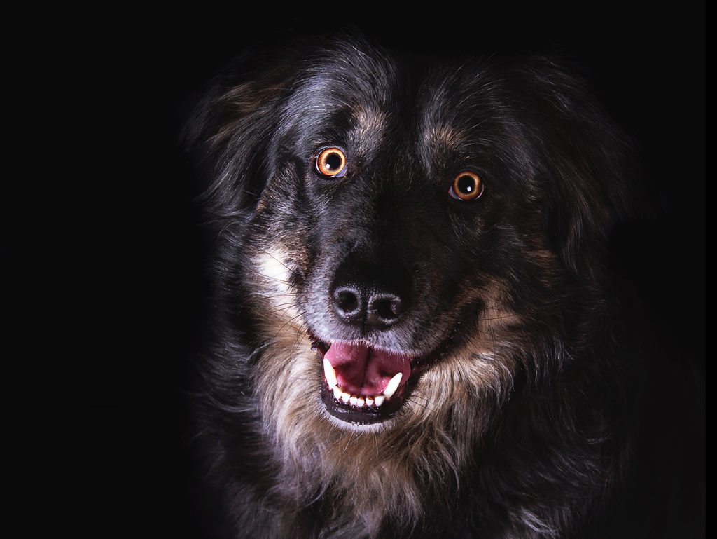 Hundeportrait vor schwarzem Hintergrund