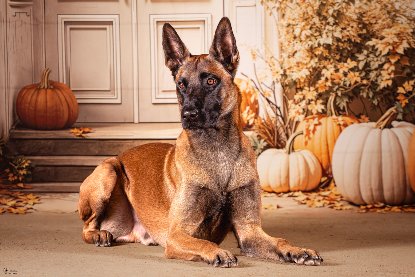 Herbst-Shooting mit Hund bei Lara Langer Fotografie