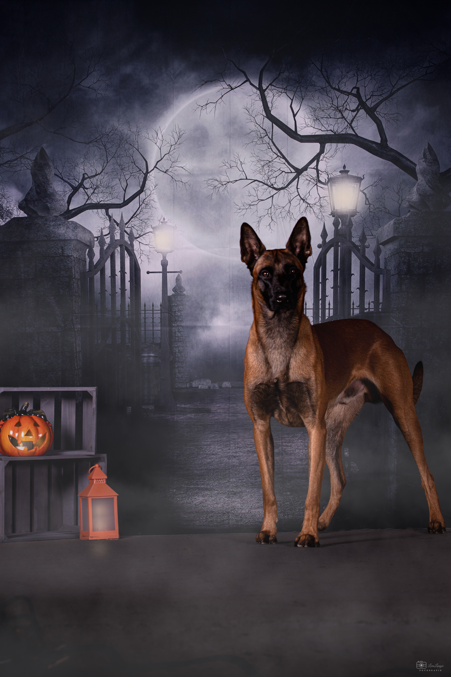 Halloween-Shooting mit Hund bei Lara Langer Fotografie