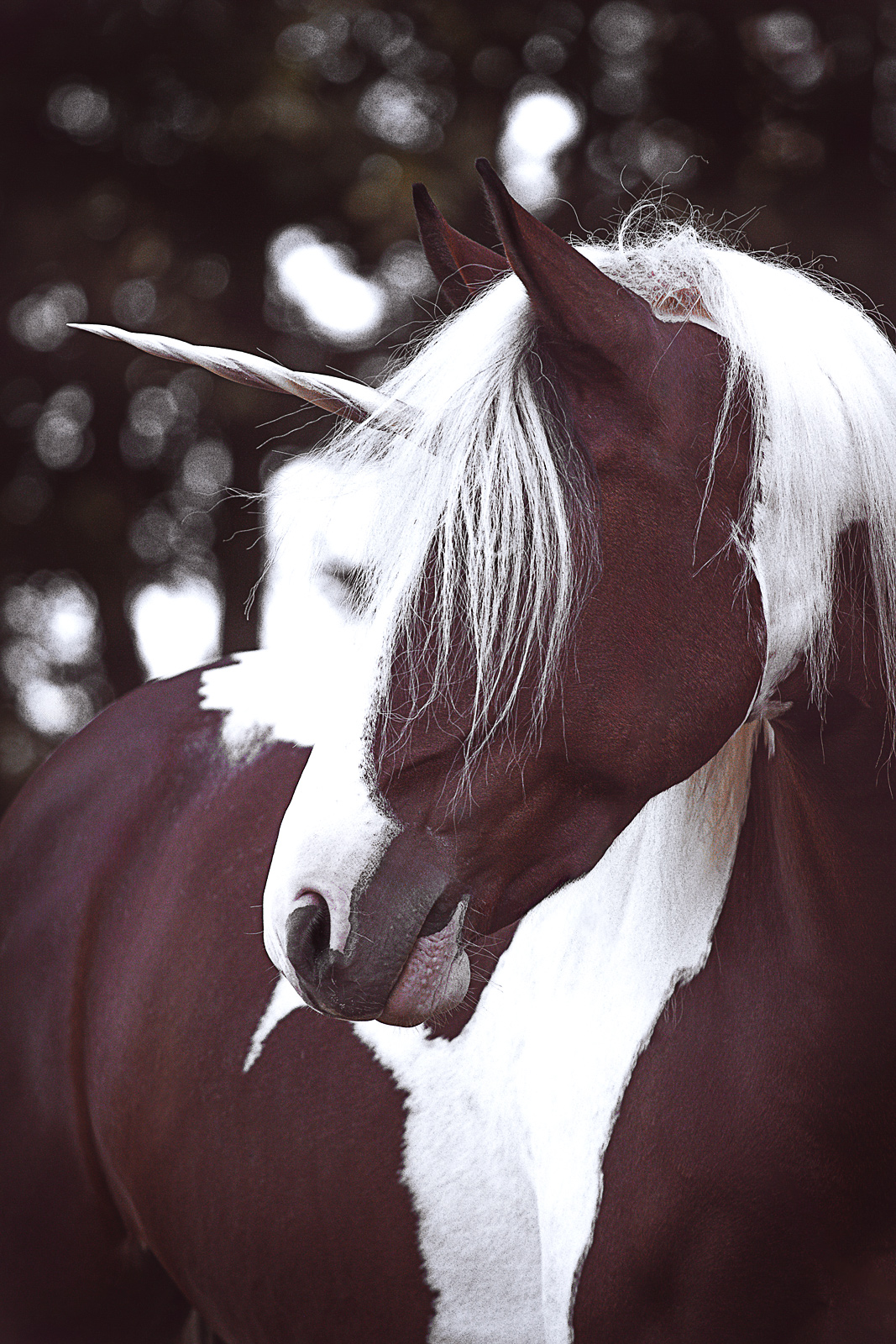 Pferd beim Einhorn-Fotoshooting