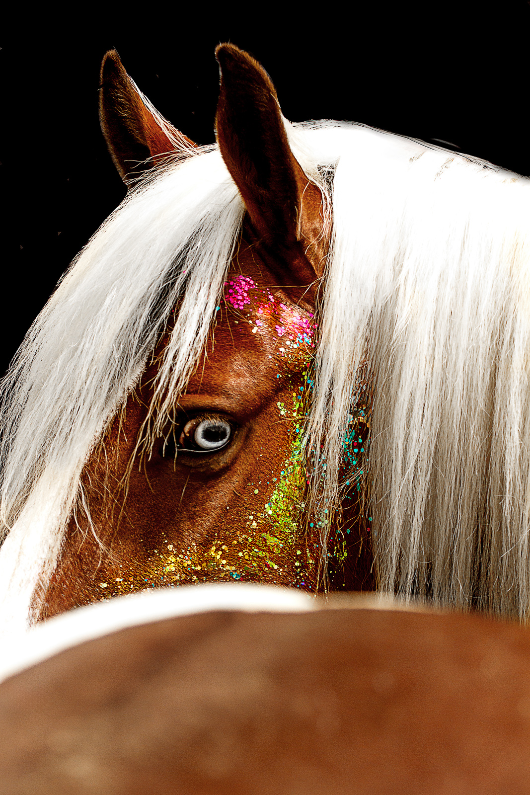 Pferdeportrait mit buntem Glitzer