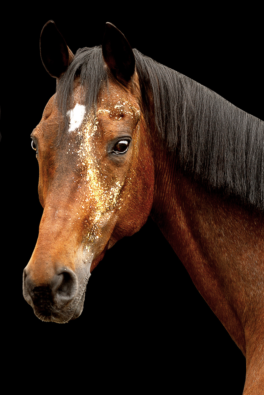 Pferdeportrait mit goldenem Glitzer