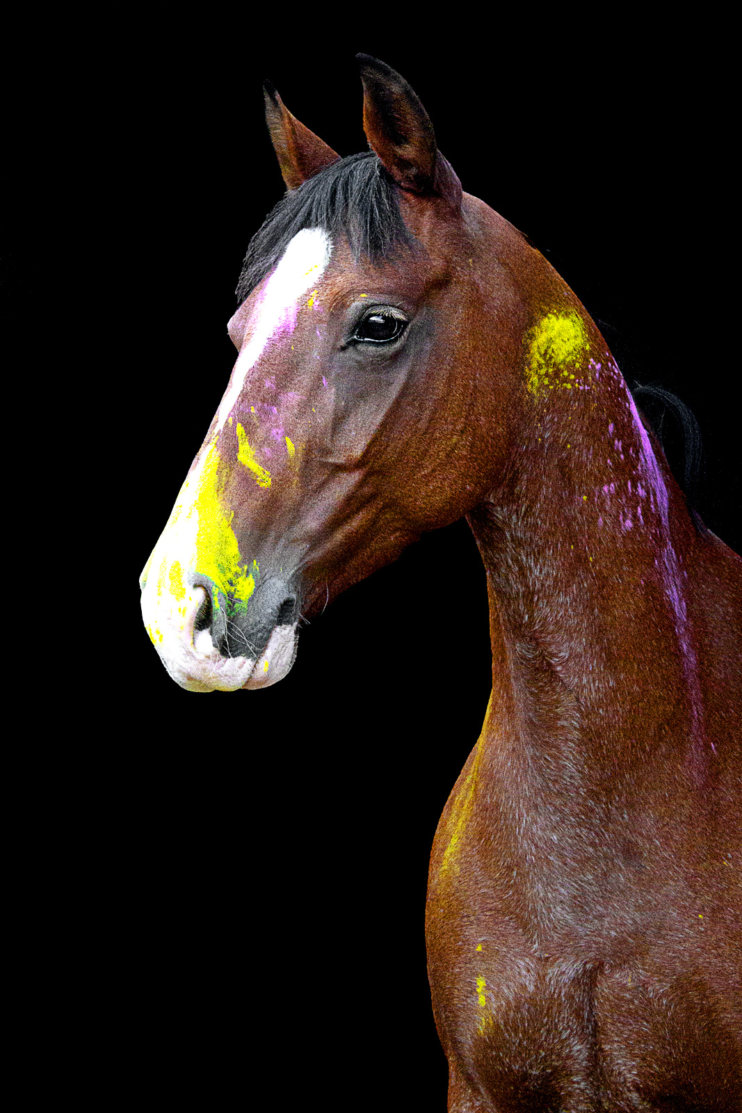 Pferdeportrait mit Holi-Farben