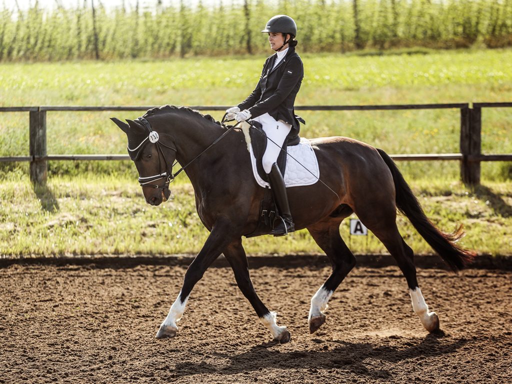 Pferd und Reiter in einer Dressurlektion