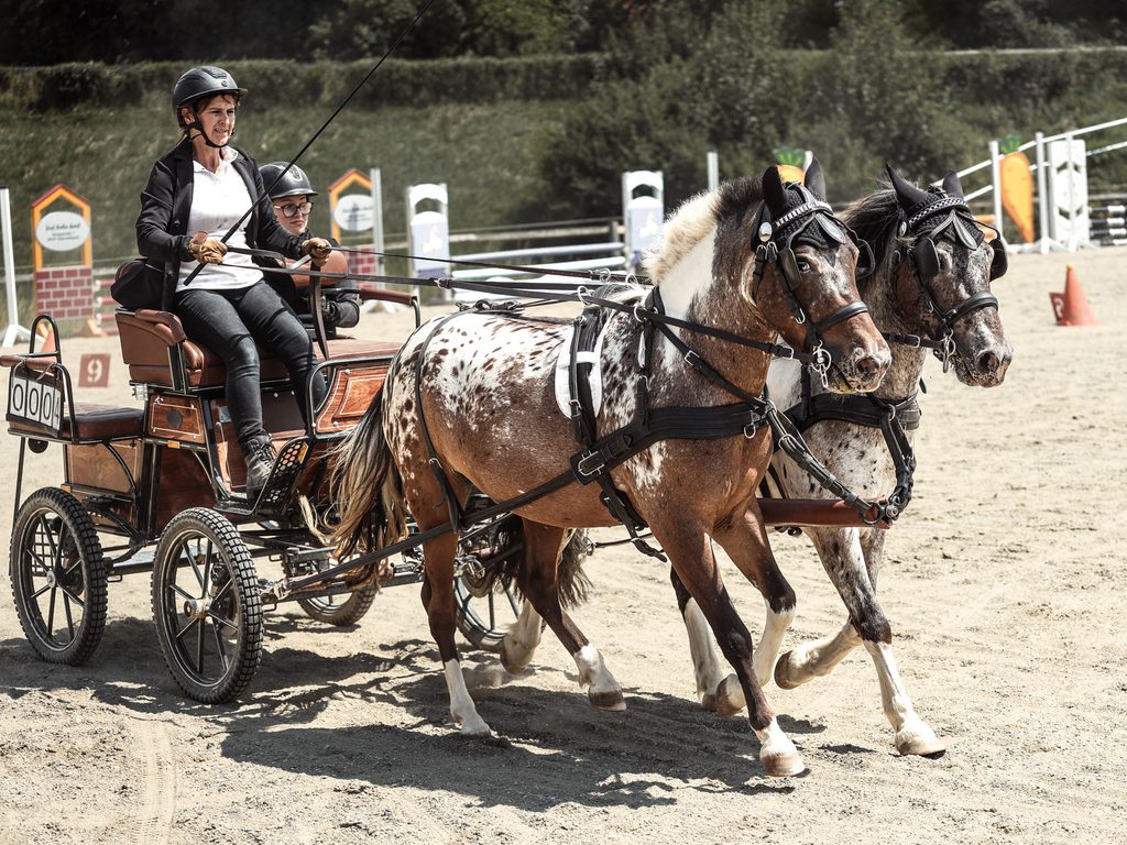 Pferdegespann bei einer Fahrsportprüfung