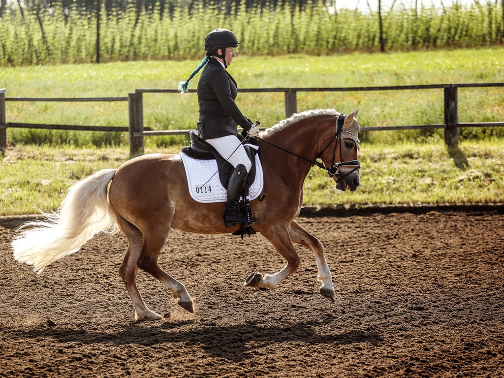 Pferd und Reiter im Galopp im Gegenlicht