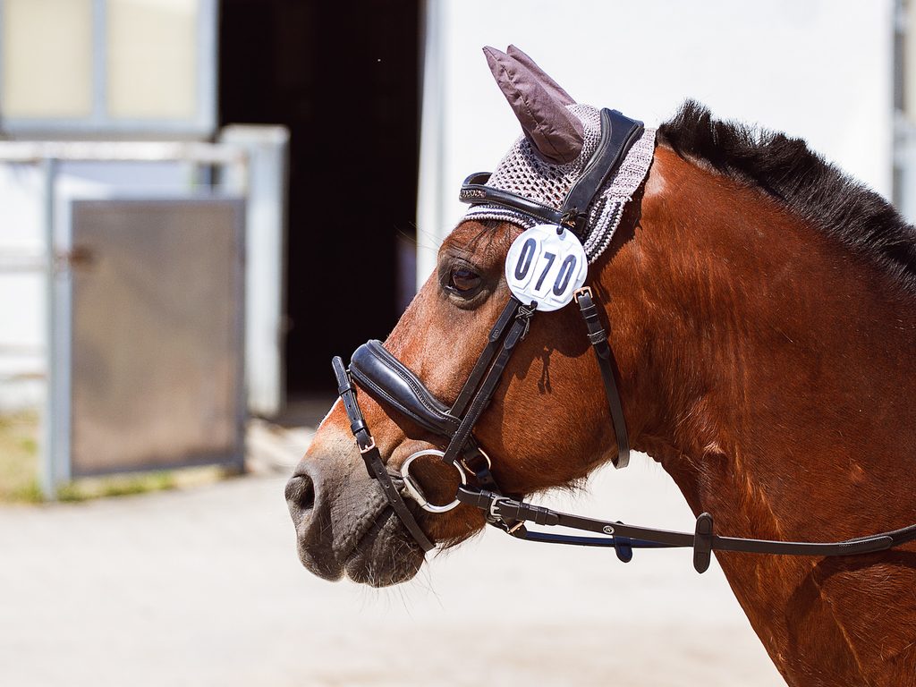 Detailaufnahme aus dem Reitsport