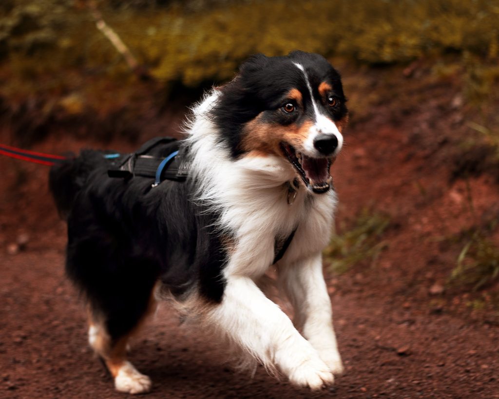 Schwarz-weißer Hund in Bewegung im Freien