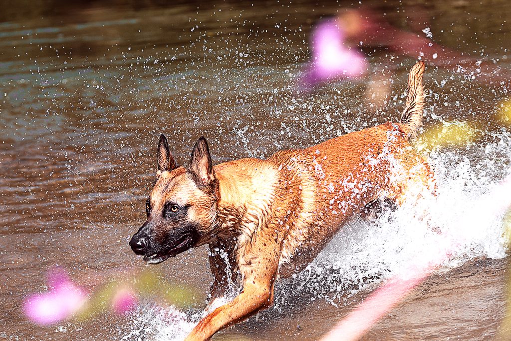 Hund in Bewegung beim Spielen im Wasser