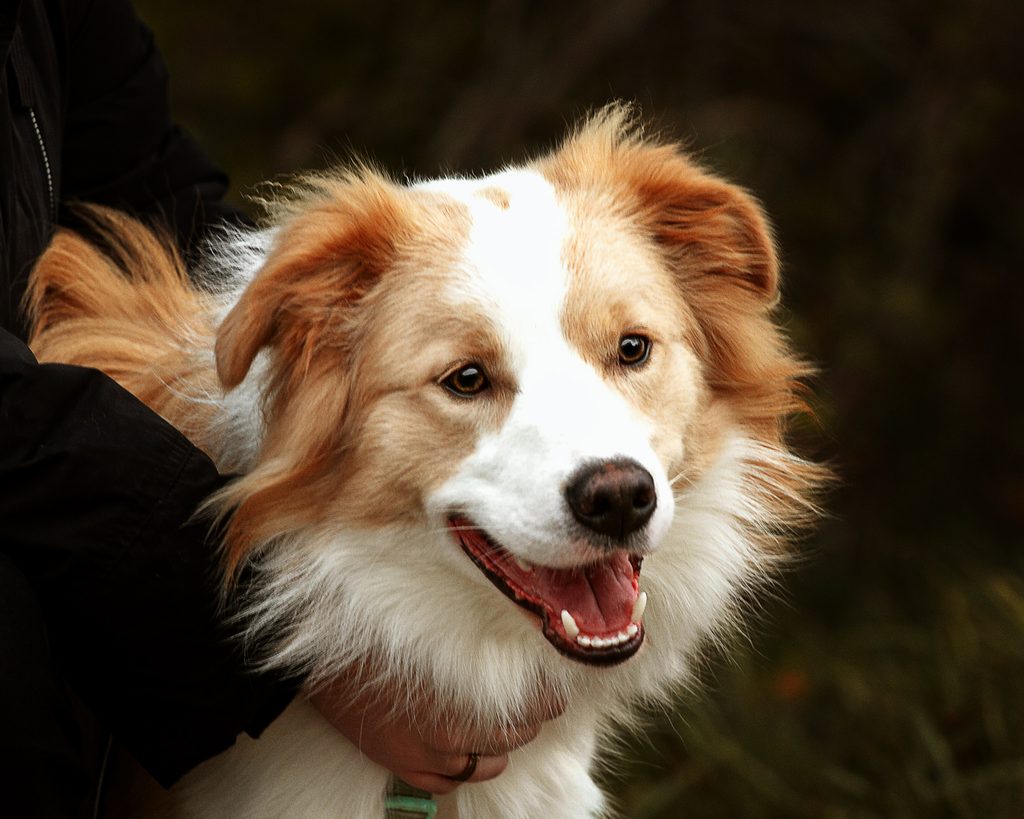 Hundeportrait eines weiß-braunen Hundes in natürlicher Umgebung