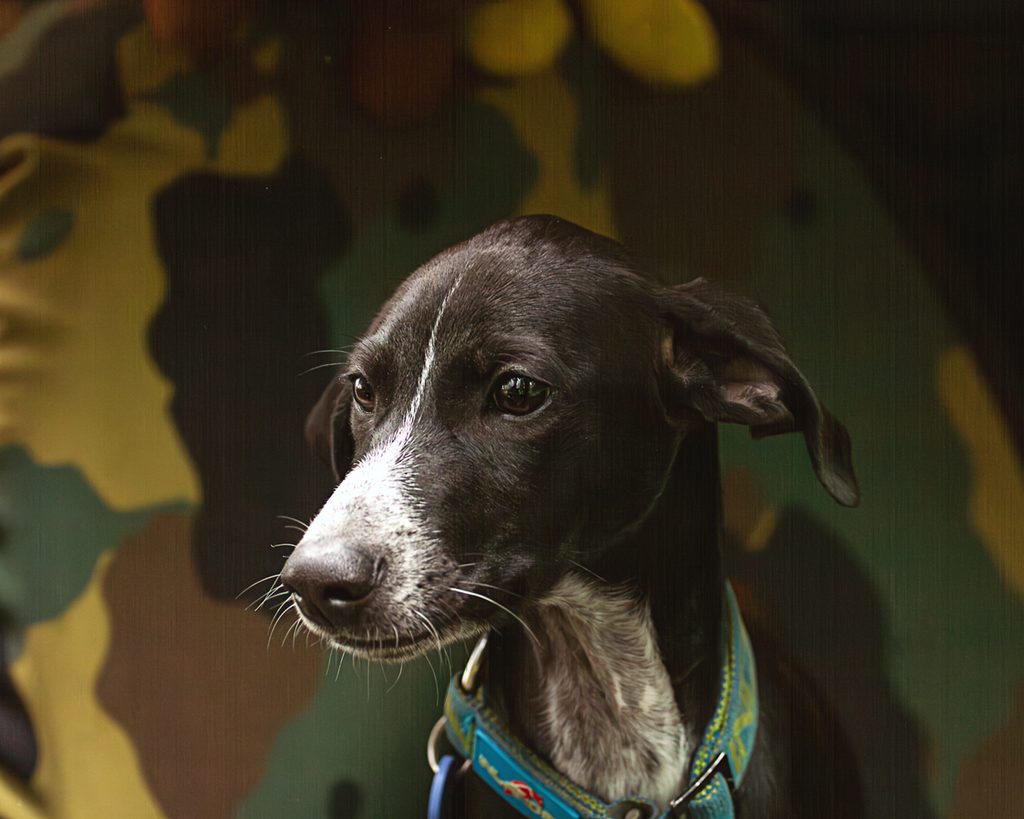 Schwarzer Hund im seitlichen Portrait 