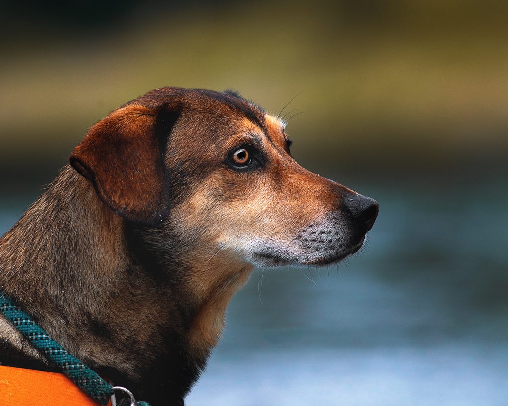 Hund im seitlichen Portrait vor unscharfem Hintergrund