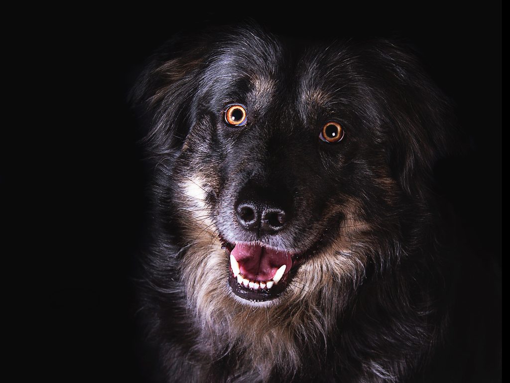 Schwarzer Hund im Portrait vor dunklem Hintergrund