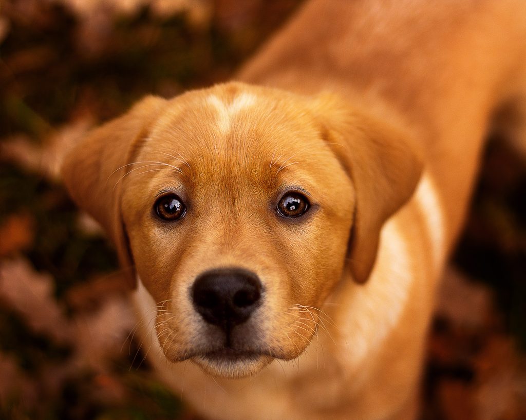 Junger brauner Hund im Portrait
