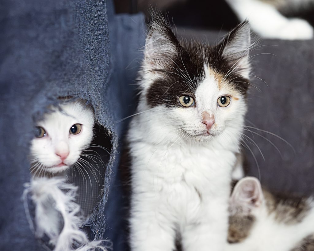 Zwei junge Katzen gemeinsam im Portrait