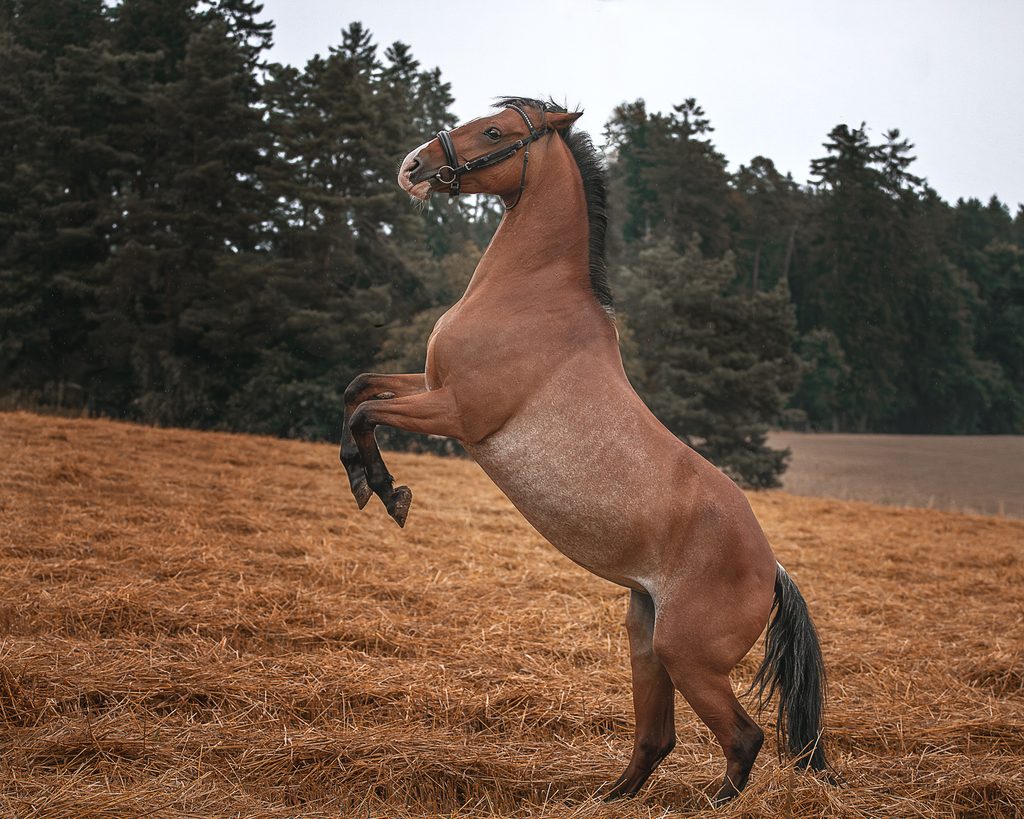 Steigendes Pferd in Bewegung auf einem Feld